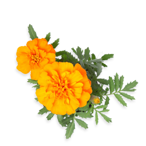 pharmanex-beauty-focus-collagen-plus-lutein